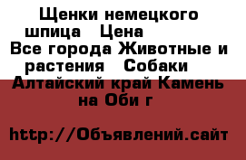 Щенки немецкого шпица › Цена ­ 20 000 - Все города Животные и растения » Собаки   . Алтайский край,Камень-на-Оби г.